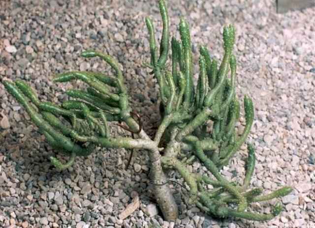 Celindropuntia_subulata_monstrosa